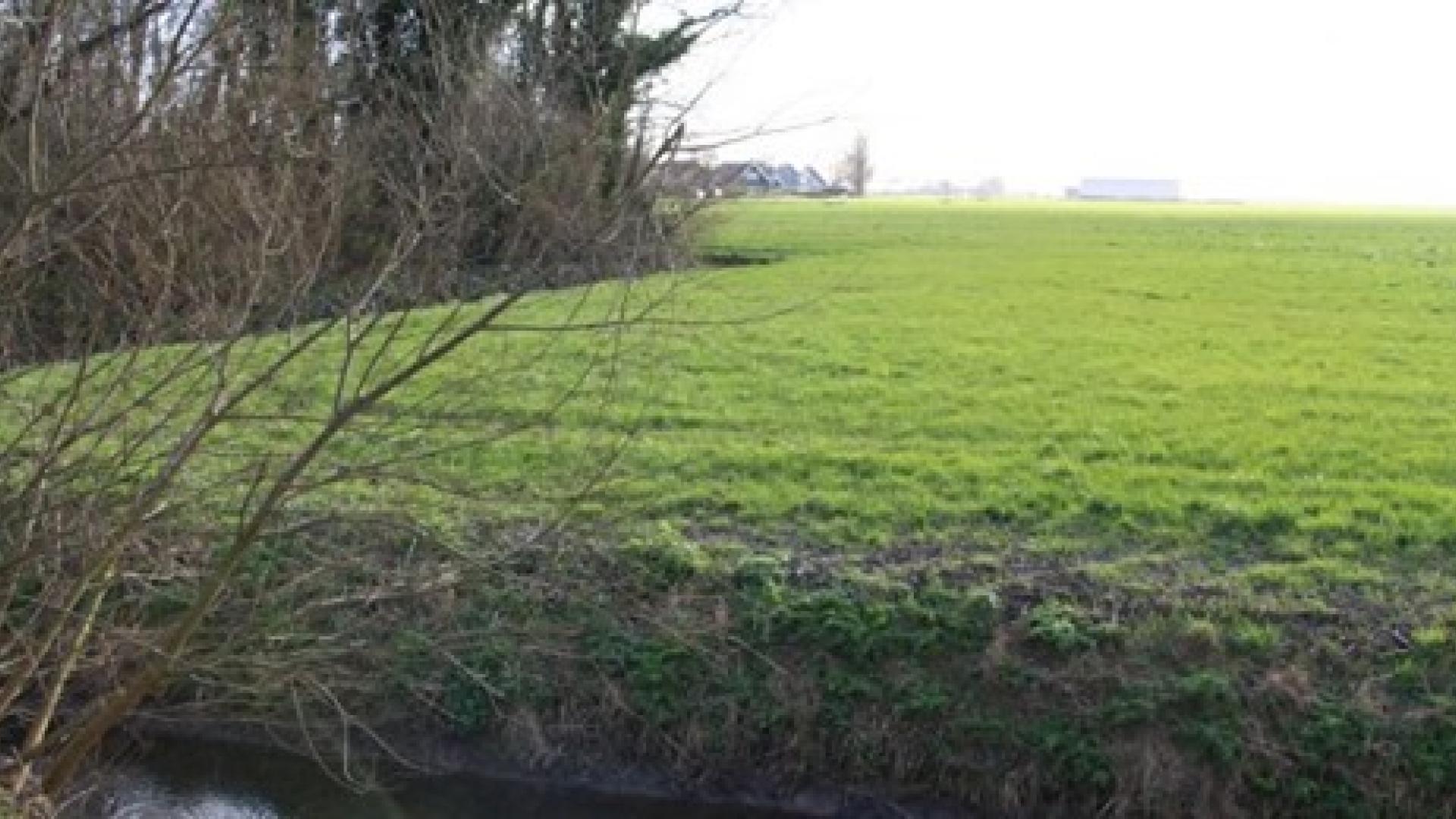 veenweide